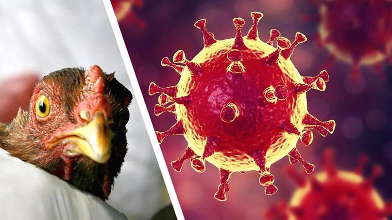 Вакцинация домашней птицы против гриппа птиц.