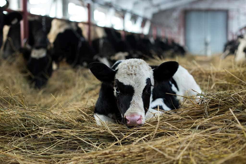 Ответы на популярные вопросы об учете животных и работе в компоненте «Хорриот».