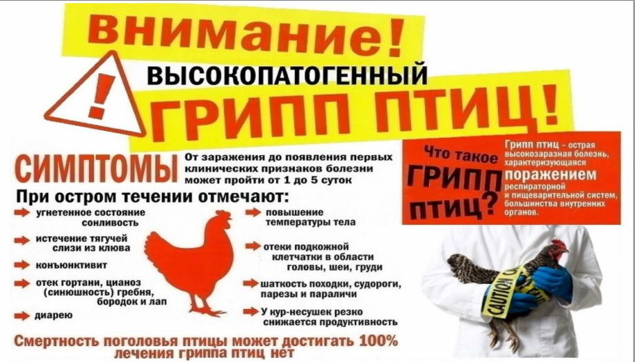 Высокопатогенный грипп птиц.